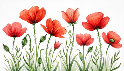 Obraz premium Watercolor poppy flowers blooming against a white background 