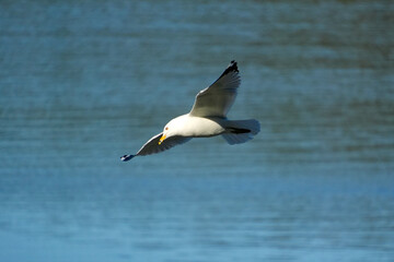 Fototapeta premium Gull in FlightA gull glides over the calm waters of Casco Bay, Maine with its wings stretched wide against a soft blue horizon, capturing motion in a quiet coastal moment.
