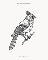 Obraz premium Crested songbird perched on tree branch. Hand drawn vector line art illustration isolated on light background. Bird and wildlife engraving style Design for poster, print, sticker, wallpaper. Side view