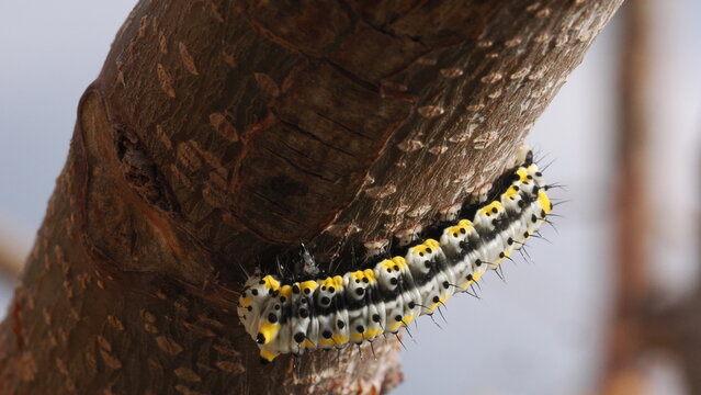 Close-up macro photo of a spindle ermine moth caterpillar Yponomeuta cagnagella crawling along a tree branch in Greece. The larva shows distinctive black spots, yellow markings and fine hairs, typical