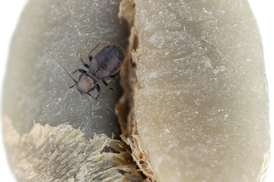 Granary Book Louse, Lepinotus patruelis. One of the most abundant psocids in places where food is stored, such as grain silos, transit sheds, warehouses and breweries.
