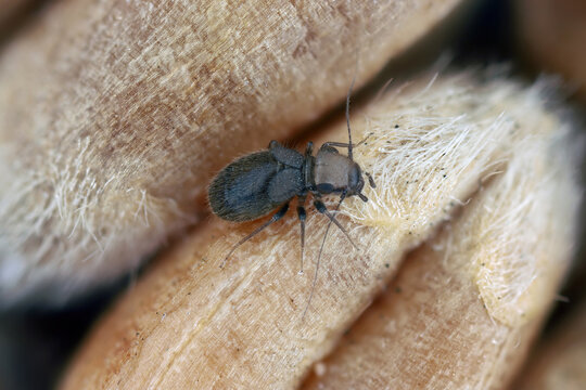 Granary Book Louse, Lepinotus patruelis. Commonly known as booklice, barklice or barkflies. An insect on a cereal grain.