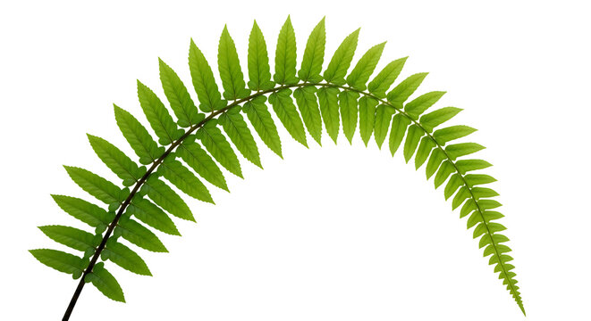 A single green fern frond against a black background