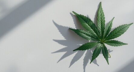 Fototapeta premium Health related cannabis plant extract casting shadow on neutral gray panel