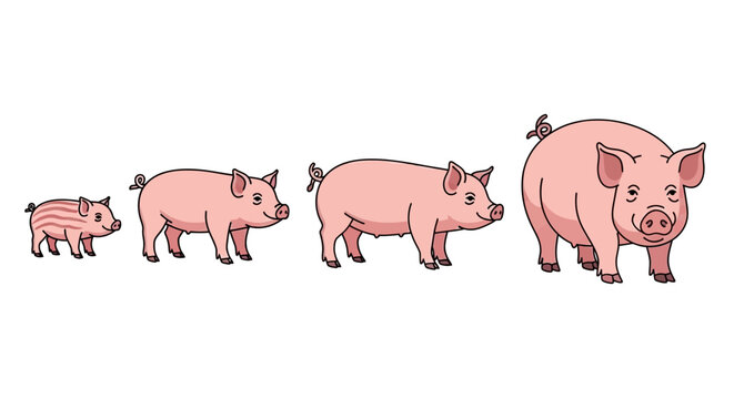 Pigs of Various Sizes Standing Together.