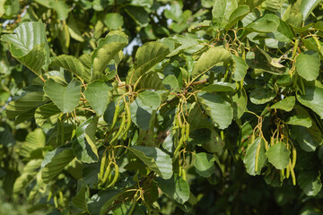 Fototapeta premium Feuillage et fruit d'un Aulne glutineux 