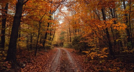 Obraz premium Scenic view of a forest trail surrounded by rich autumn colors