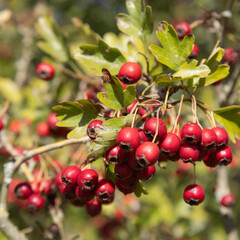 Fototapeta premium Baies du Crataegus azarolus en automne