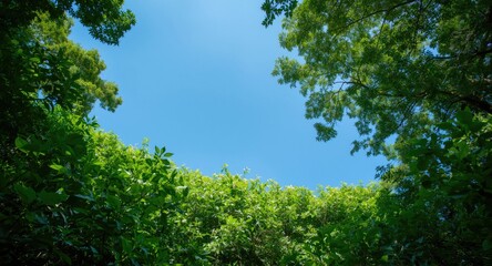 Obraz premium Luxuriant greenery surrounded by an open clear blue sky