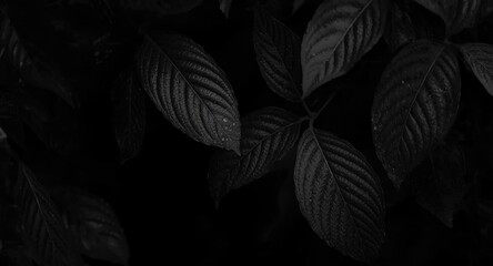 Fototapeta premium Dark monochrome foliage texture showing layered leaf grain under studio lighting
