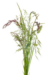 Fototapeta premium Bouquet de brins d'herbe 