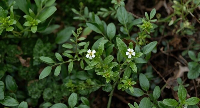 Natural habitat botanical portrayal of Tridax procumbens highlighting detailed flowers and foliage