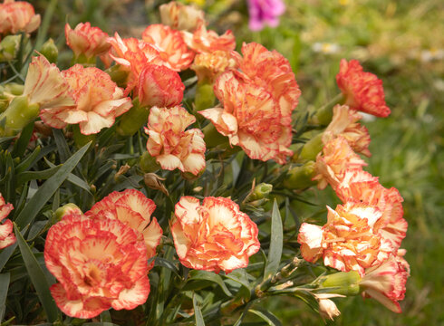 Oeillet orang&eacute;