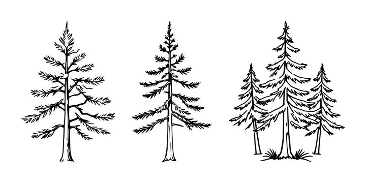 Pine tree forest icon set with compact scenic silhouette design featuring evergreen trees, woodland, nature with simple line art and vector graphics