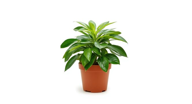 Isolated potted Polyscias plant on white background featuring precise clipping path