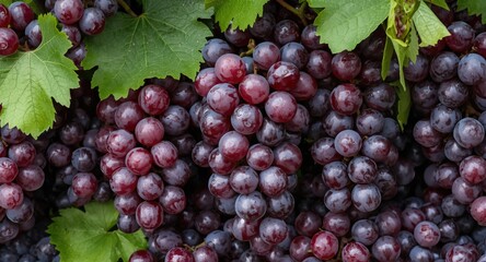 Fototapeta premium Fresh Red Globe table grapes ready for international export
