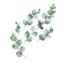 Obraz premium Eucalyptus leaves watercolor illustration