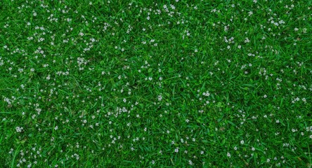 Fototapeta premium Panorama showing vibrant green lawn interspersed with delicate white floral accents on white