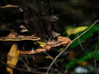 pień drzewa © matesiak