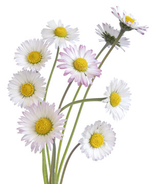 Bouquet de p&acirc;querettes	