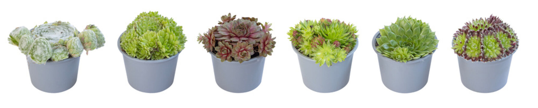 Diff&eacute;rentes vari&eacute;t&eacute;s de Sempervivum