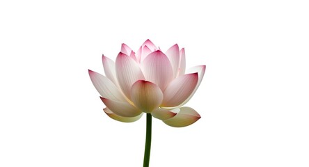 Fototapeta premium Clean white background highlighting tender lotus flower buds