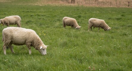 Fototapeta premium Relaxed sheep browsing grass in expansive farm area