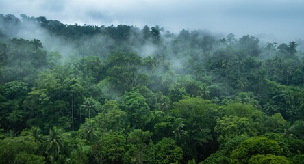 Obraz premium Mist filled tropical jungle landscape with dense canopy and rich foliage
