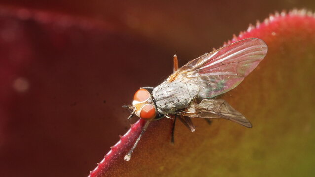 Extreme macro close-up of a common housefly Musca domestica perched on the edge of a red leaf in Greece. Detailed view of compound eyes, wings and body texture with vibrant natural colours and shallow