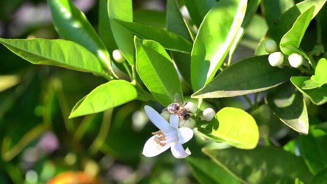 A bee on the orange blossom.