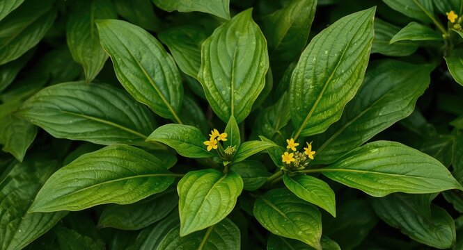 Silphium perfoliatum cup plant thriving with vivid green leaves and emerging yellow flowers showing crop promise