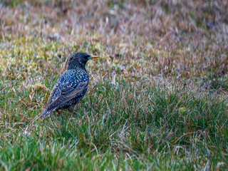 Obraz premium Common starling (Sturnus vulgaris) standing on grass meadow, European wild bird in natural habitat