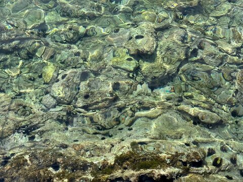 Sea stony seabed with algae and sea urchins.