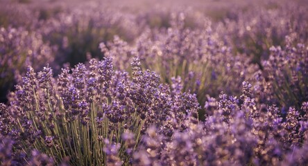 Fototapeta premium Quiet meadow filled with rich lavender plants bathed in gentle sunlight