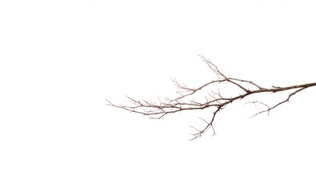 Fototapeta premium soft daylight white background with a thorny branch and copy space