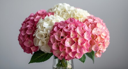 Fototapeta premium Colorful pink and white hydrangea bunch presented in a stylish glass vase