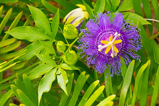 Purple passionflower, Passiflora incarnata