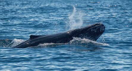 Fototapeta premium Energetic blue whale cruising near the water surface with splashes on a warm summer day