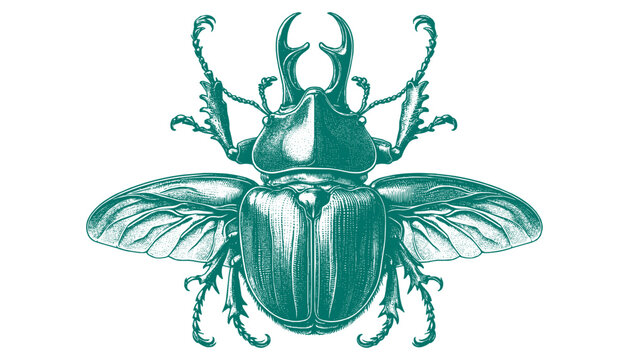 Goliath Beetle