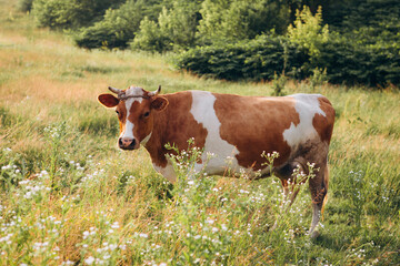 Obraz premium Cow standing in blooming summer pasture looking at camera