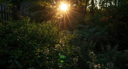 Obraz premium Radiant morning sun highlighting the rich foliage of a garden