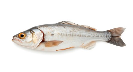Obraz premium Healthy fresh isolated catfish fillets on white background symbolizing delicious seafood