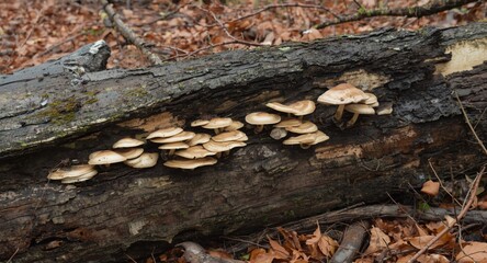 Fototapeta premium Shelf mushroom formations on damaged fallen tree surrounded by forest floor