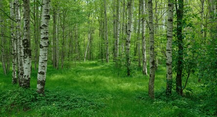 Naklejka premium Rustic summer terrain populated by birch trees and abundant green foliage alongside copy space