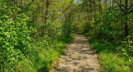 Fototapeta premium Natural green walking trail showing rough grain texture and bright daylight