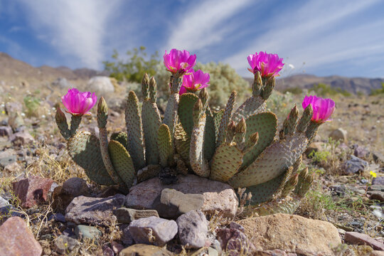 Beavertail cactus plant, Opuntia basilaris, blooming in Death Valley National Park, California, March 2026.