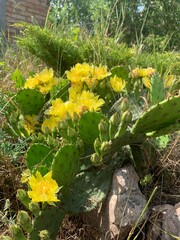 Fototapeta premium Yellow cactus flowers