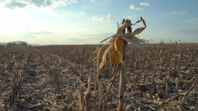 Corn plant with dried husk and visible kernels stands in a harvested field under a clear sky, showcasing the agricultural landscape and seasonal changes