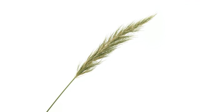 Quack grass plant isolated with white background light