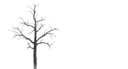 Fototapeta premium lonely dead tree shape on a plain white minimal background with copy space